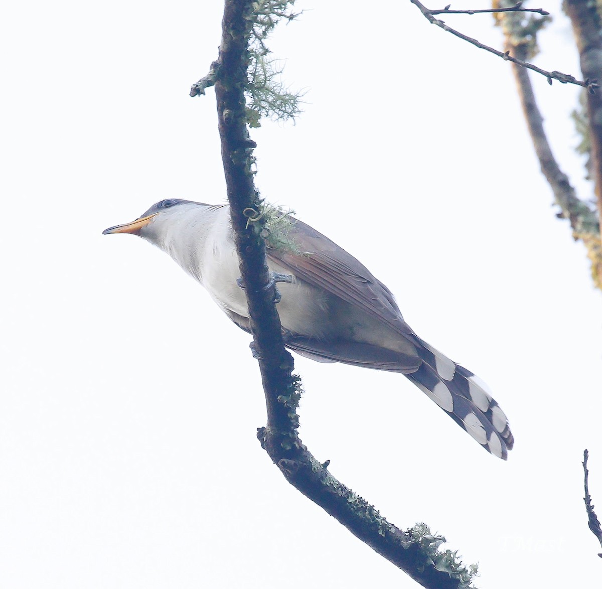 Yellow-billed Cuckoo - ML165014961