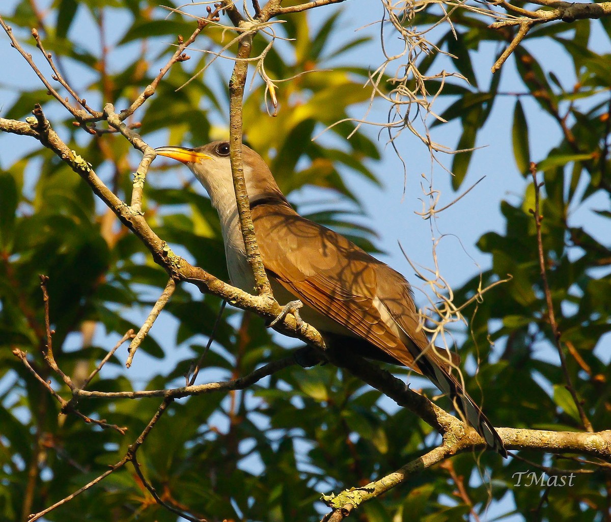 Yellow-billed Cuckoo - ML165014971