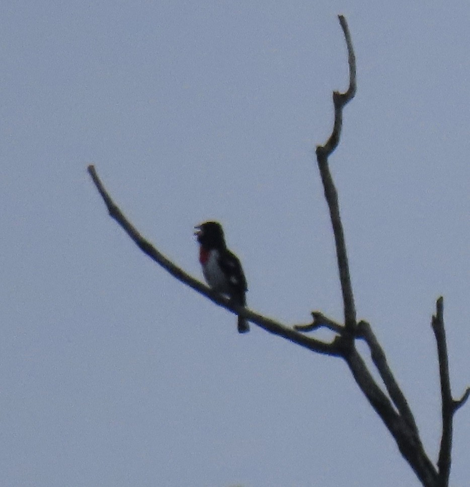 Rose-breasted Grosbeak - ML165015711