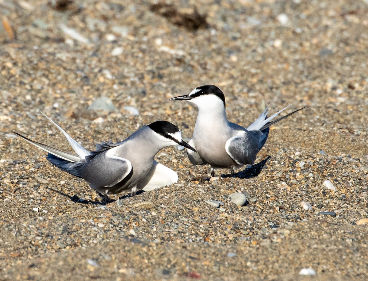Aleutian Tern - Mel Senac