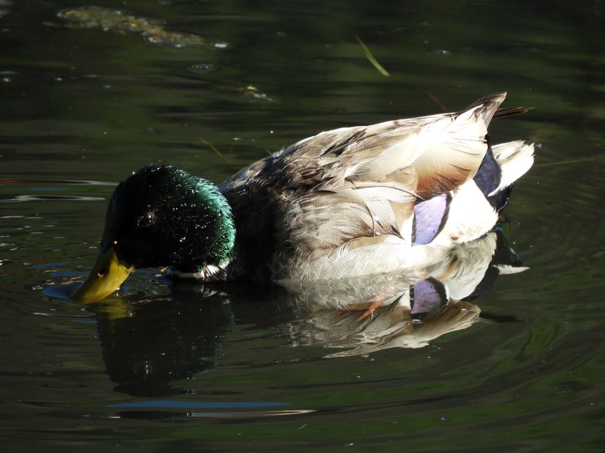 Mallard - ML165016521