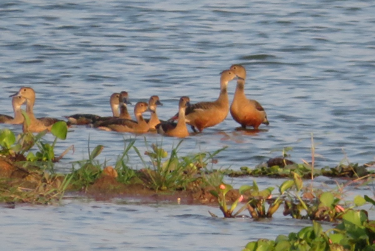 Lesser Whistling-Duck - ML165016721