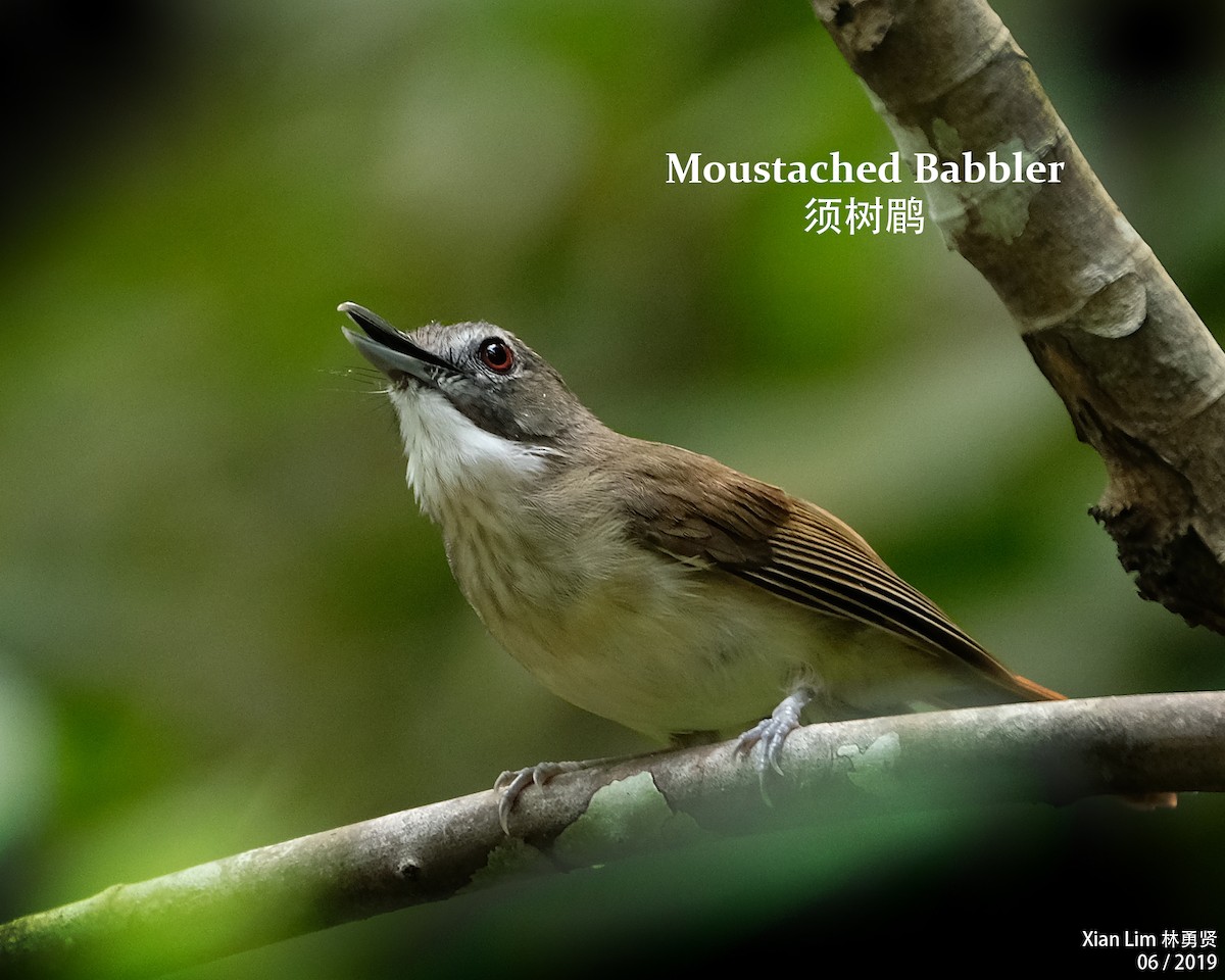 Moustached Babbler - Lim Ying Hien