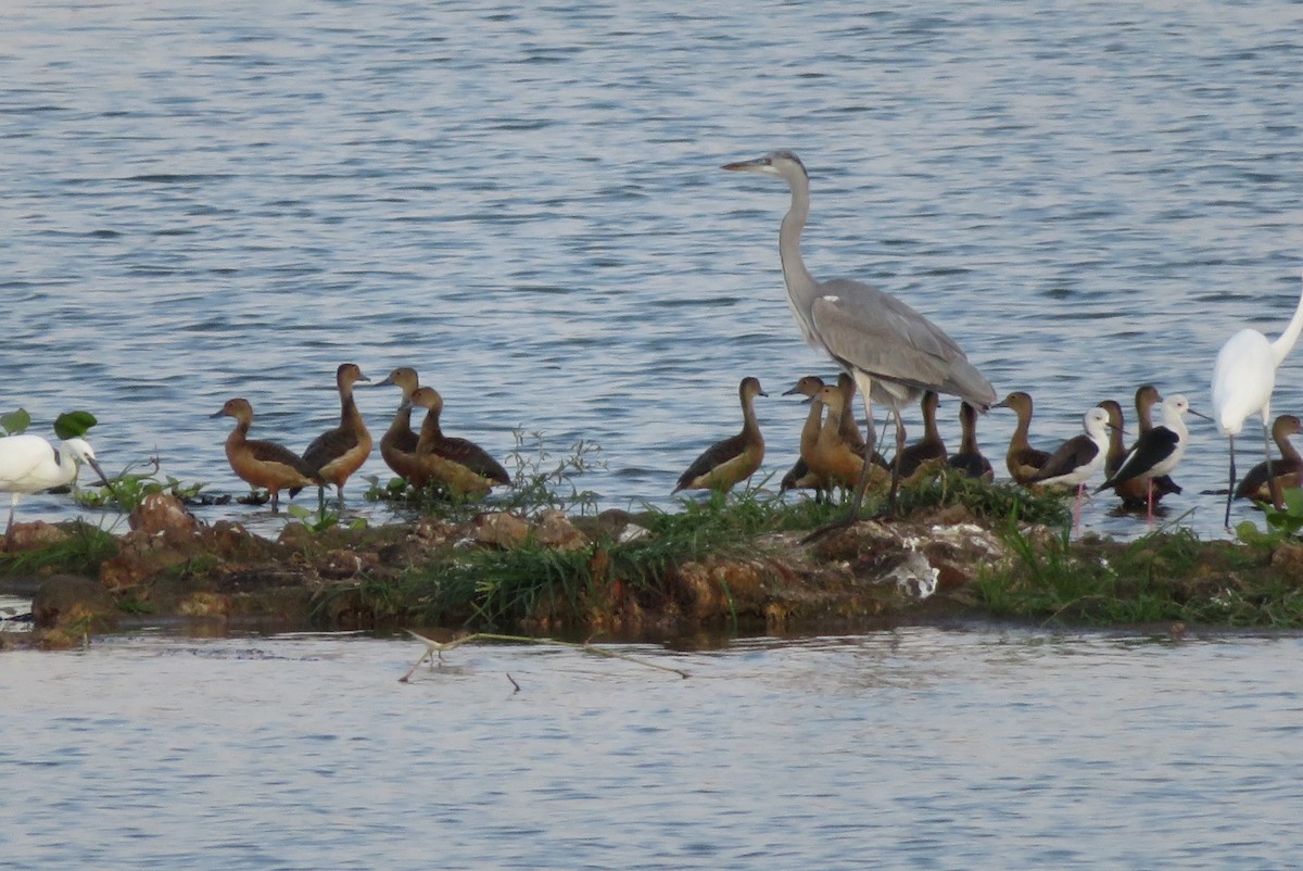 Gray Heron - ML165017951