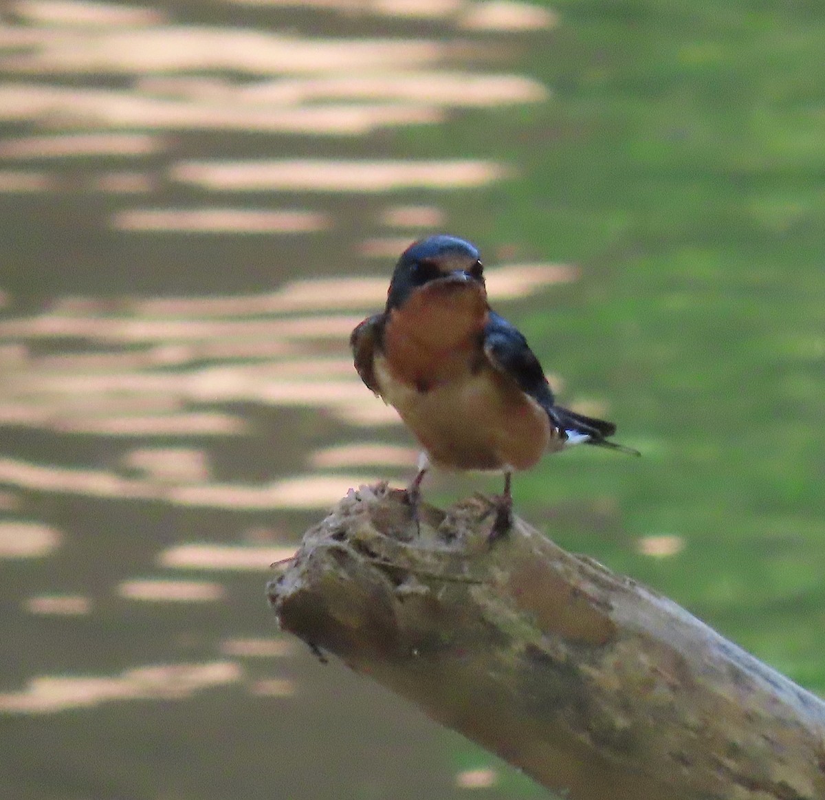 Barn Swallow - ML165019701