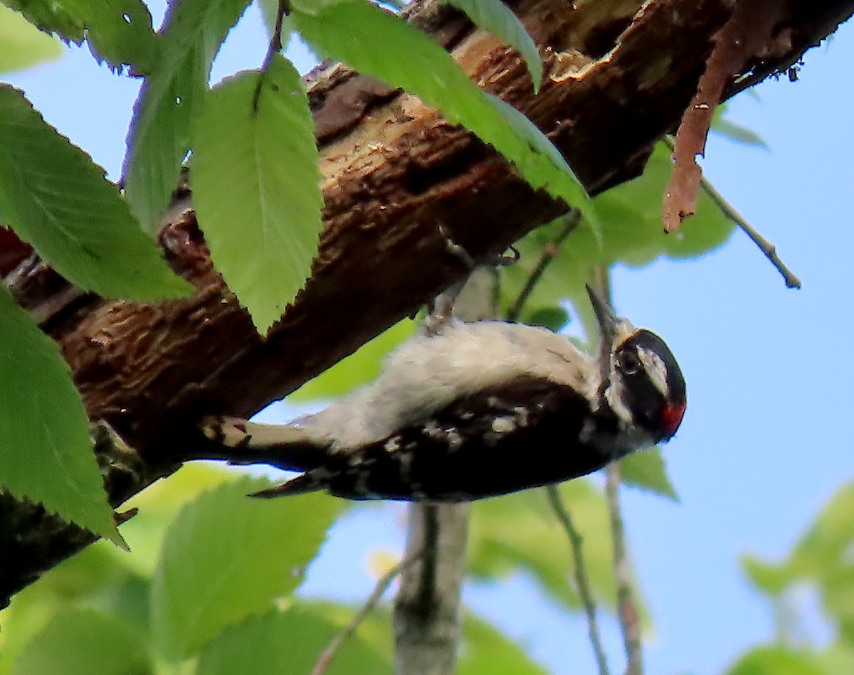 Downy Woodpecker - ML165019851