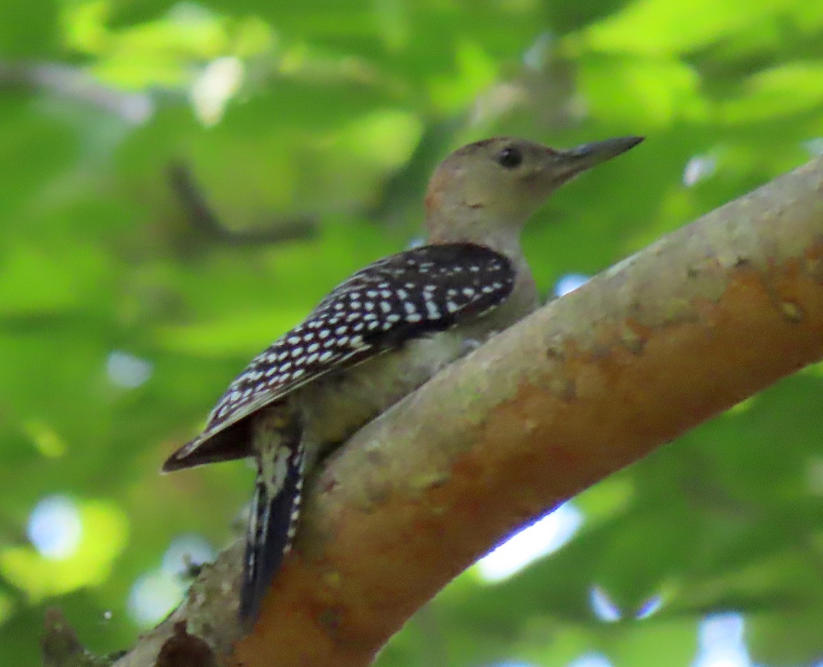 Red-bellied Woodpecker - ML165019991