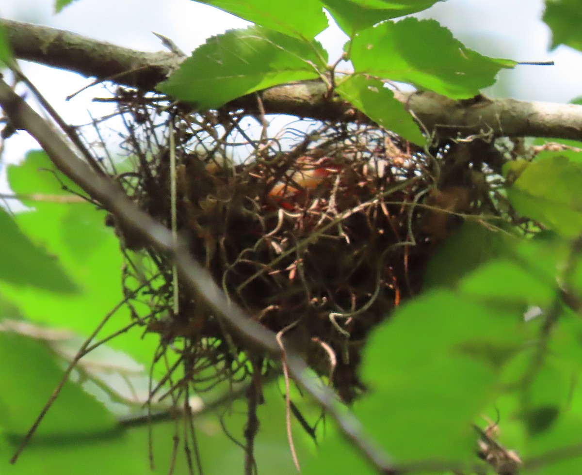 Acadian Flycatcher - ML165020141