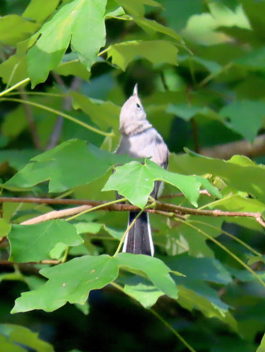 Blue-gray Gnatcatcher - ML165020231