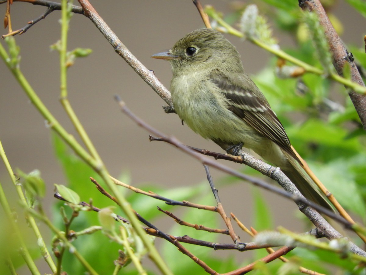 Western Flycatcher (Cordilleran) - ML165022701