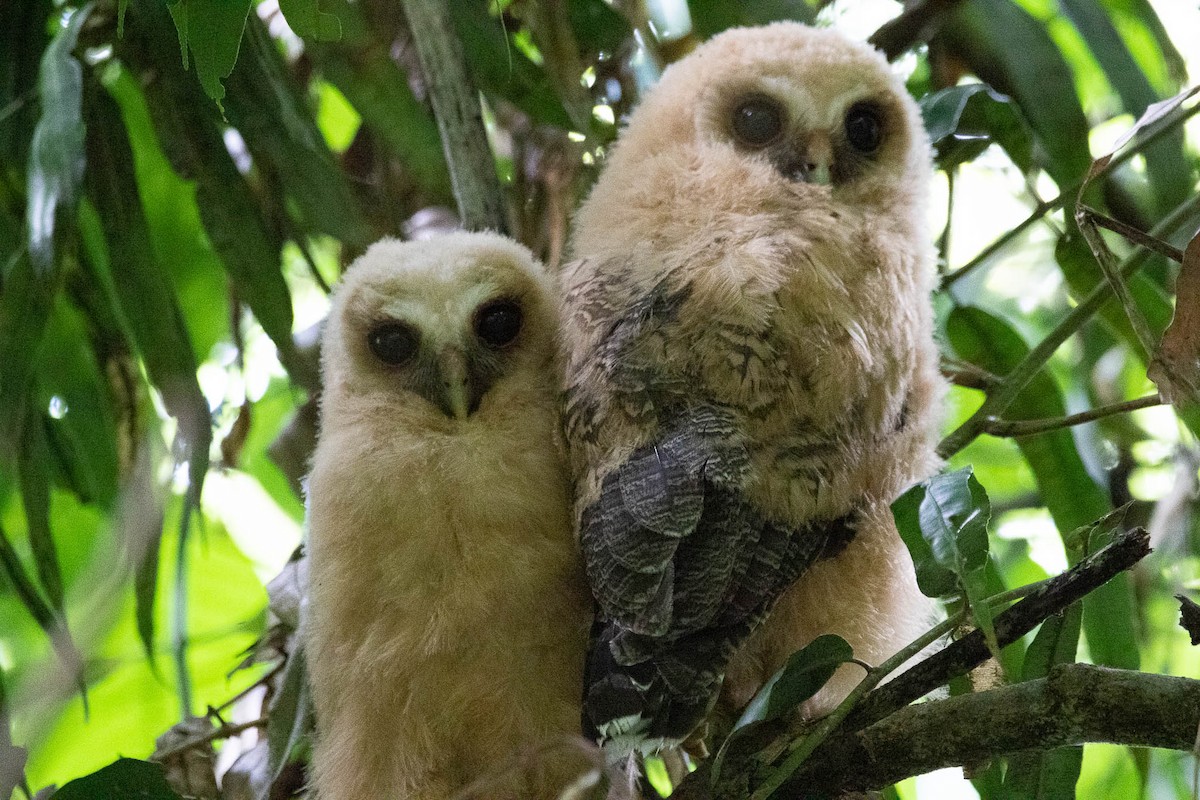 Mottled Owl - Steve Valasek