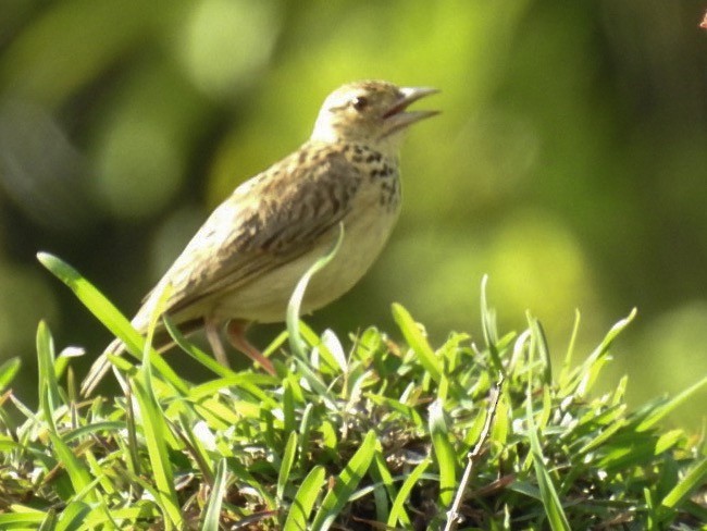 Jerdon's Bushlark - ML165023551