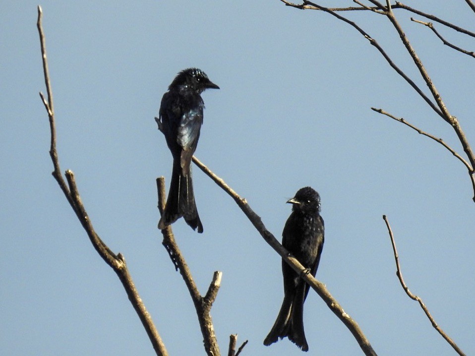 Bronzed Drongo - ML165023661