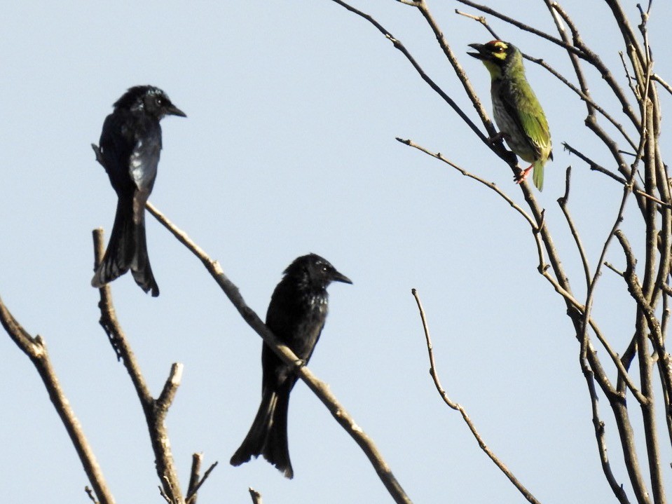 Bronzed Drongo - ML165023671