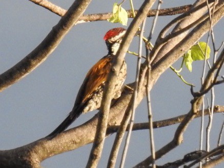 Malabar Flameback - ML165023721