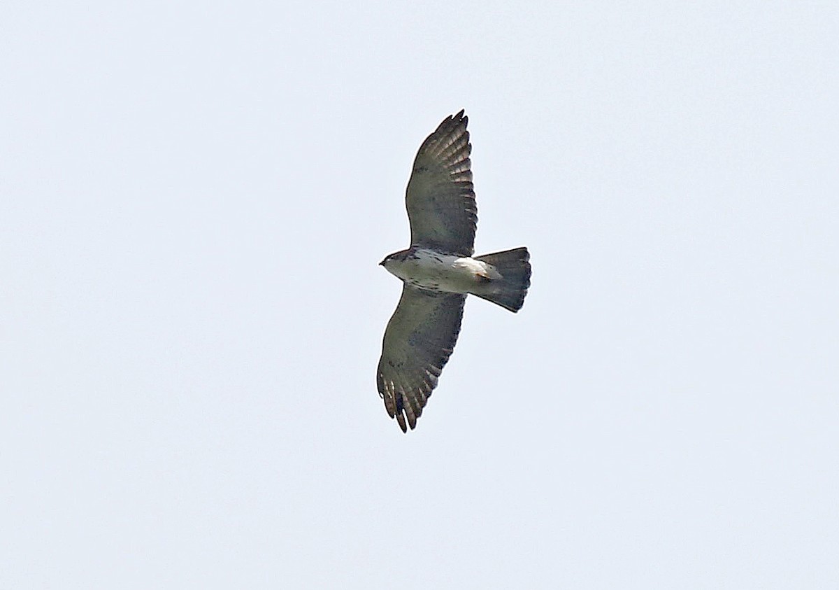 White-throated Hawk - ML165023771