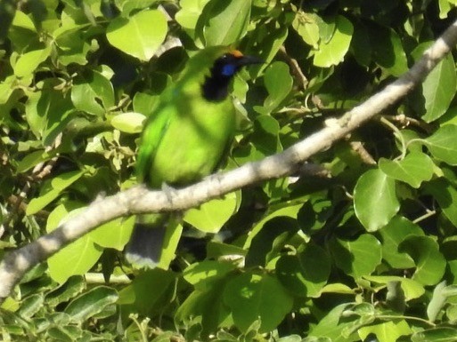 Golden-fronted Leafbird - ML165023811