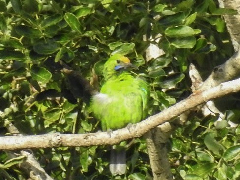 Golden-fronted Leafbird - ML165023821