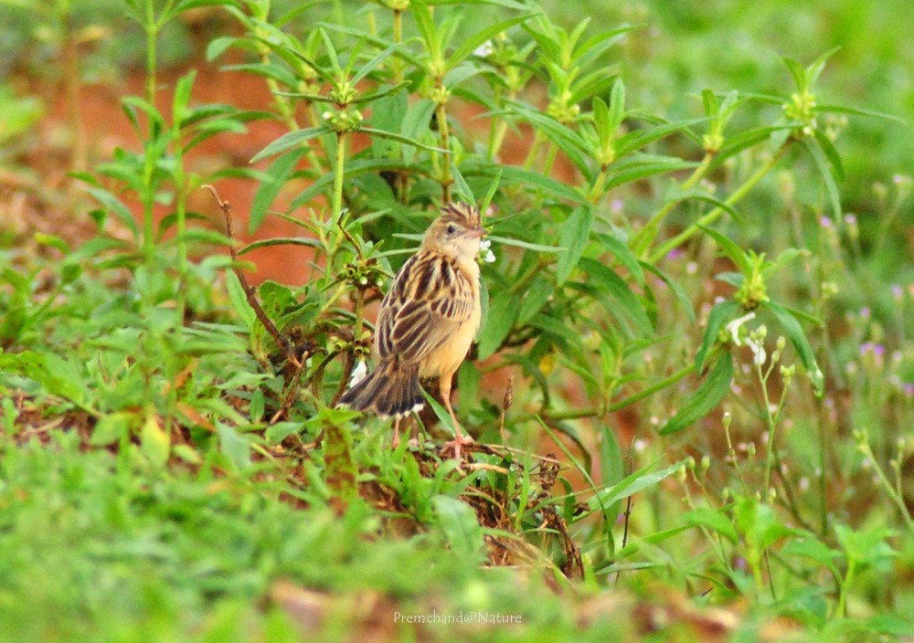 Zitting Cisticola - ML165023871