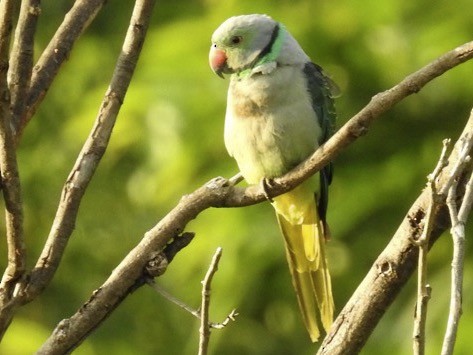 Malabar Parakeet - ML165023881