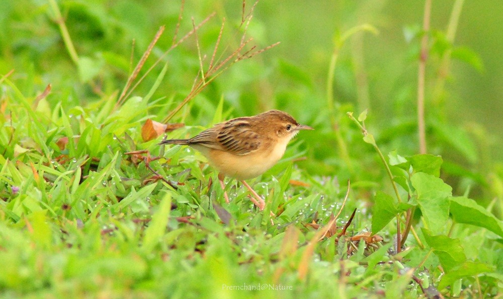 Zitting Cisticola - ML165023891