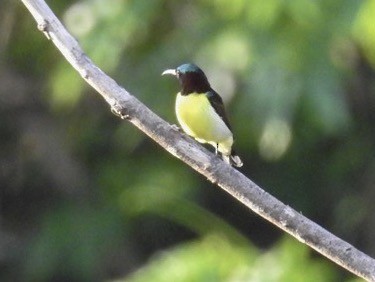 Purple-rumped Sunbird - ML165023991