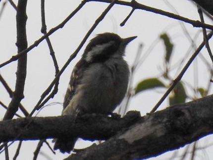 Brown-capped Pygmy Woodpecker - ML165024131