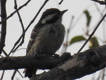 Brown-capped Pygmy Woodpecker - ML165024141