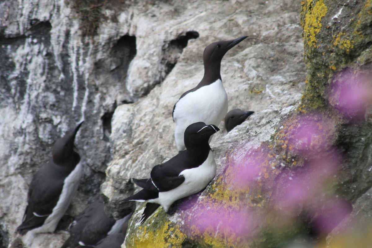 Razorbill - Andrew E and Rebecca A Steinmann