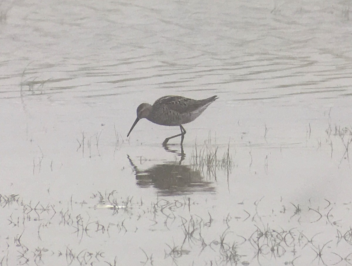 Stilt Sandpiper - ML165025051