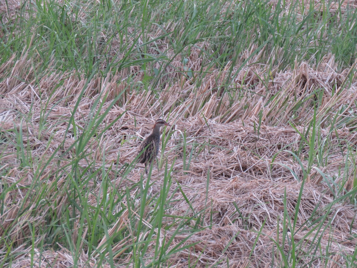 Buff-banded Rail - ML165025321