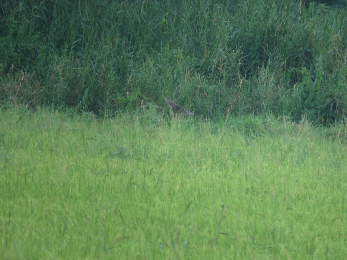 Black Bittern - ML165027361