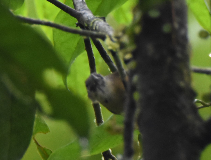 tanımsız karıncaçıvgını (Thamnophilidae sp.) - ML165028901