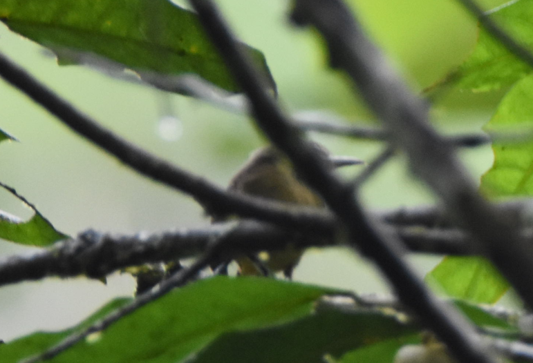 Hormiguerito (Thamnophilidae) sp. - ML165028921