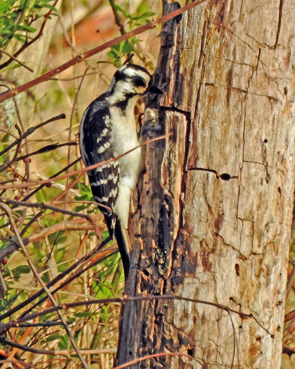 Hairy Woodpecker - ML165029641