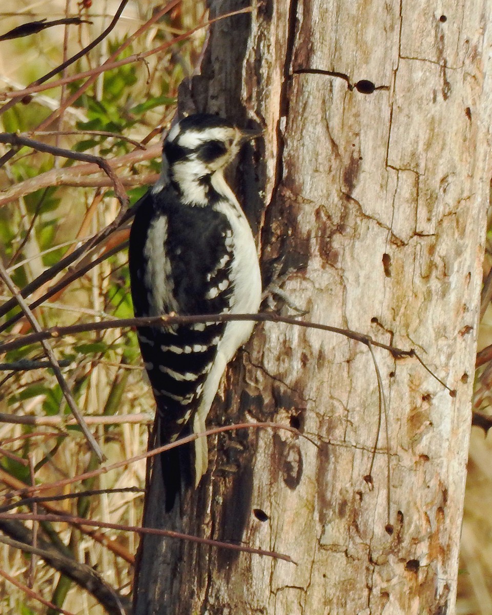 Hairy Woodpecker - ML165029651