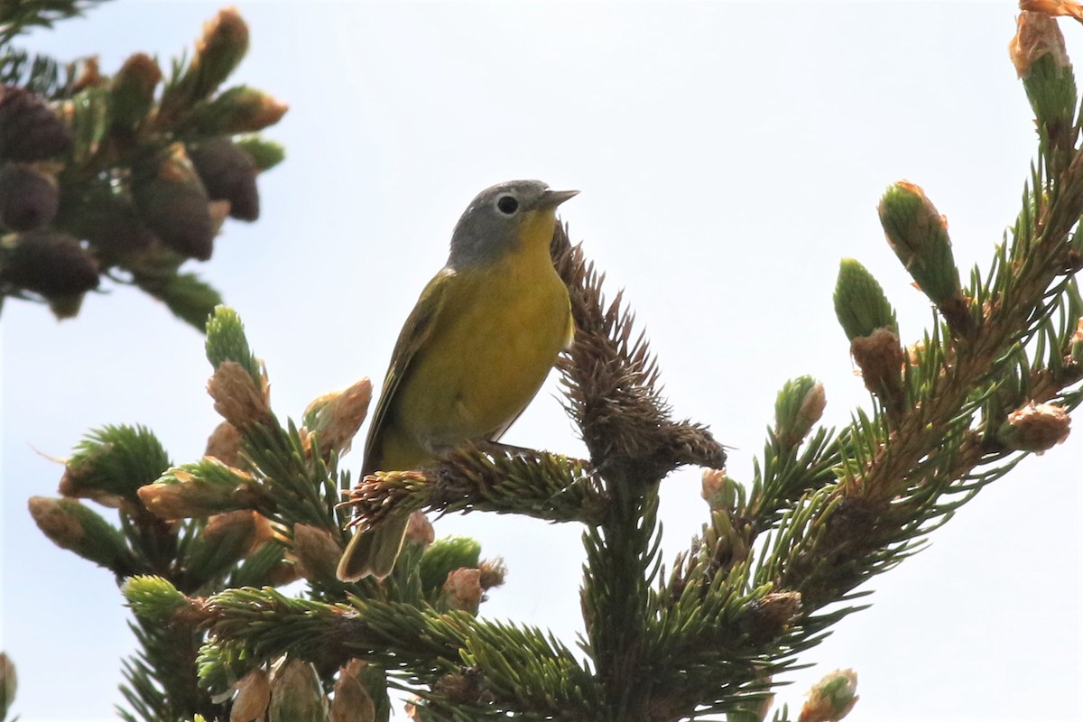 Nashville Warbler - Margaret Viens