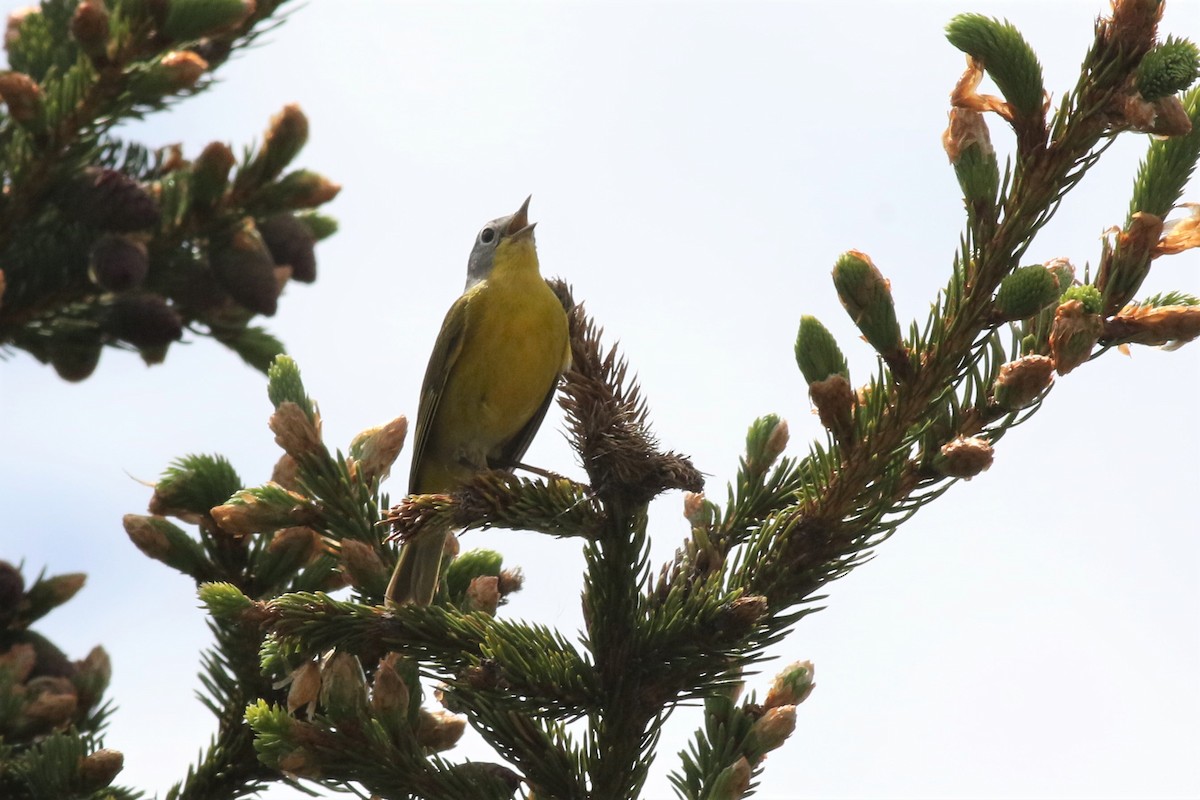 Nashville Warbler - ML165030031