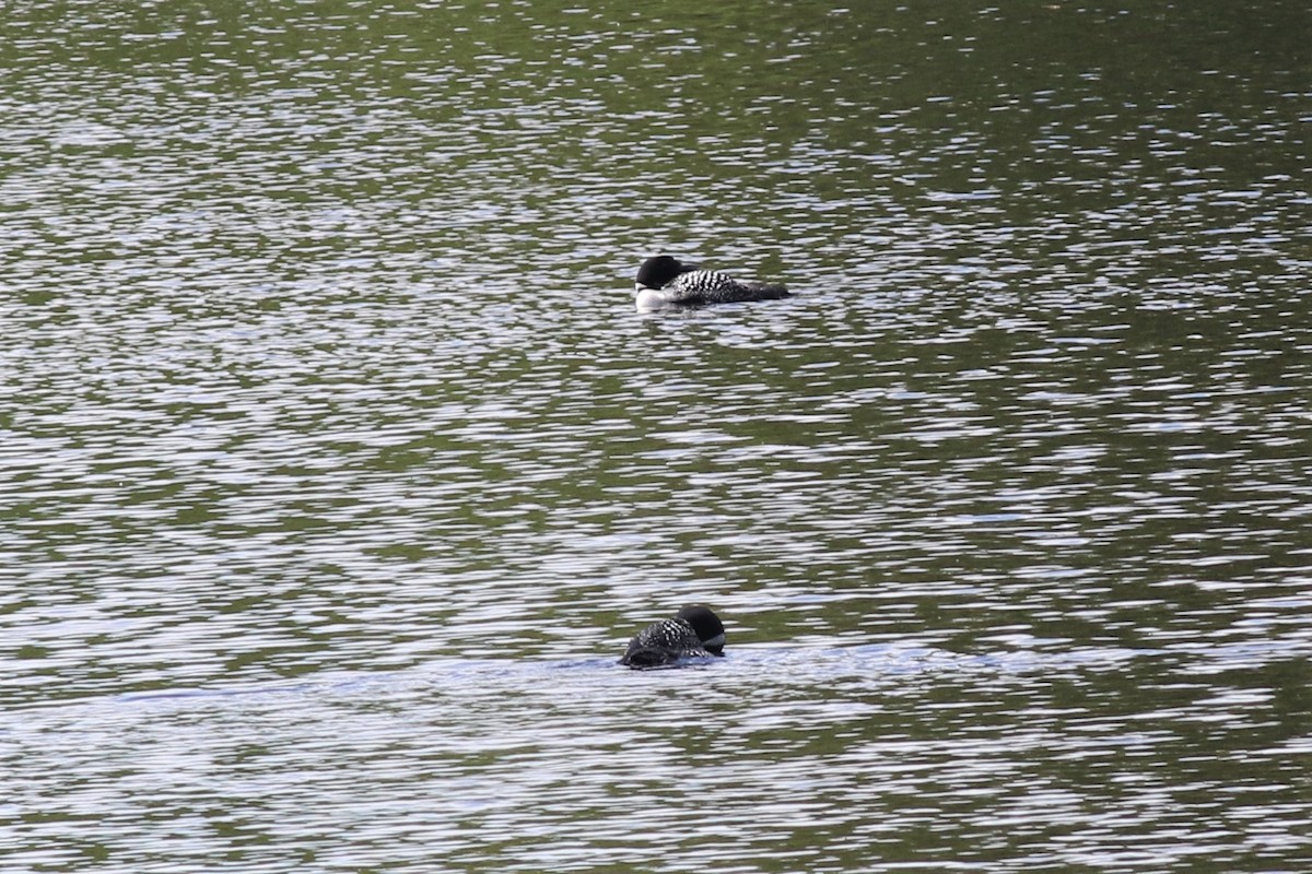 Common Loon - ML165031461