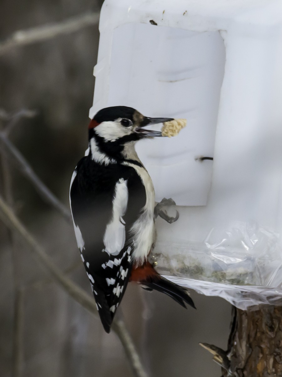 Great Spotted Woodpecker - ML165031861