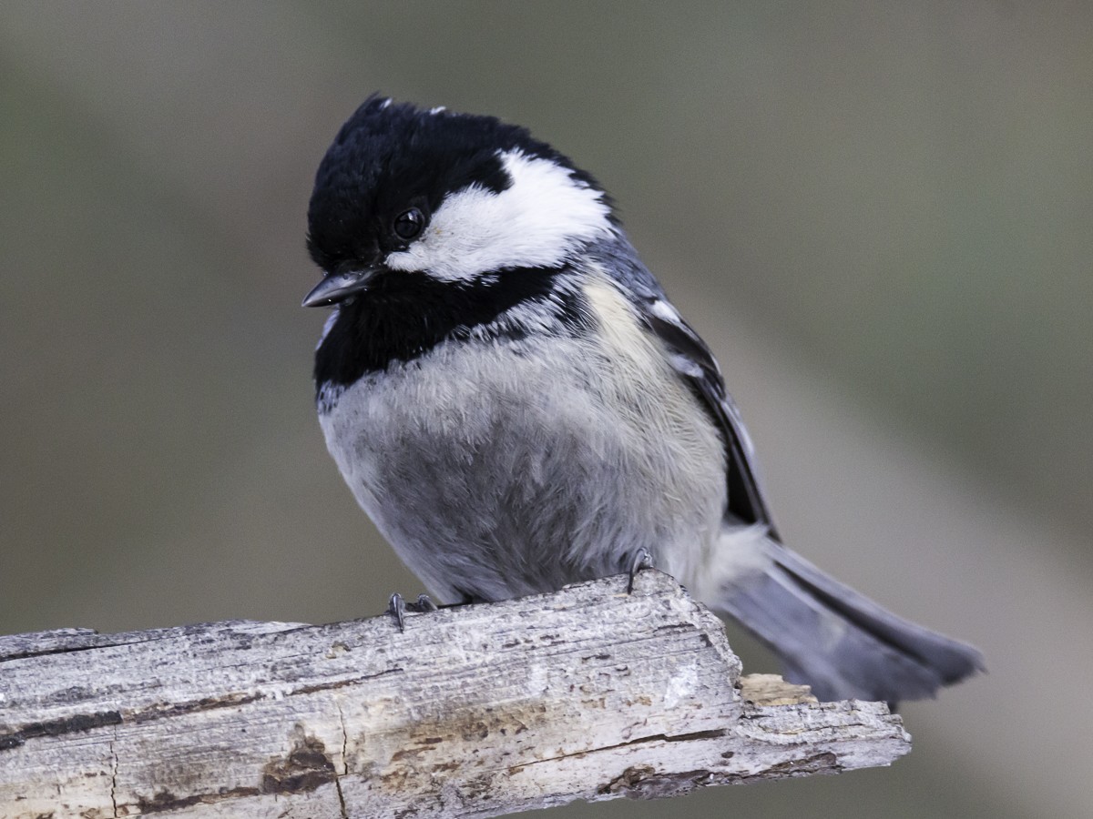 Coal Tit - ML165032061