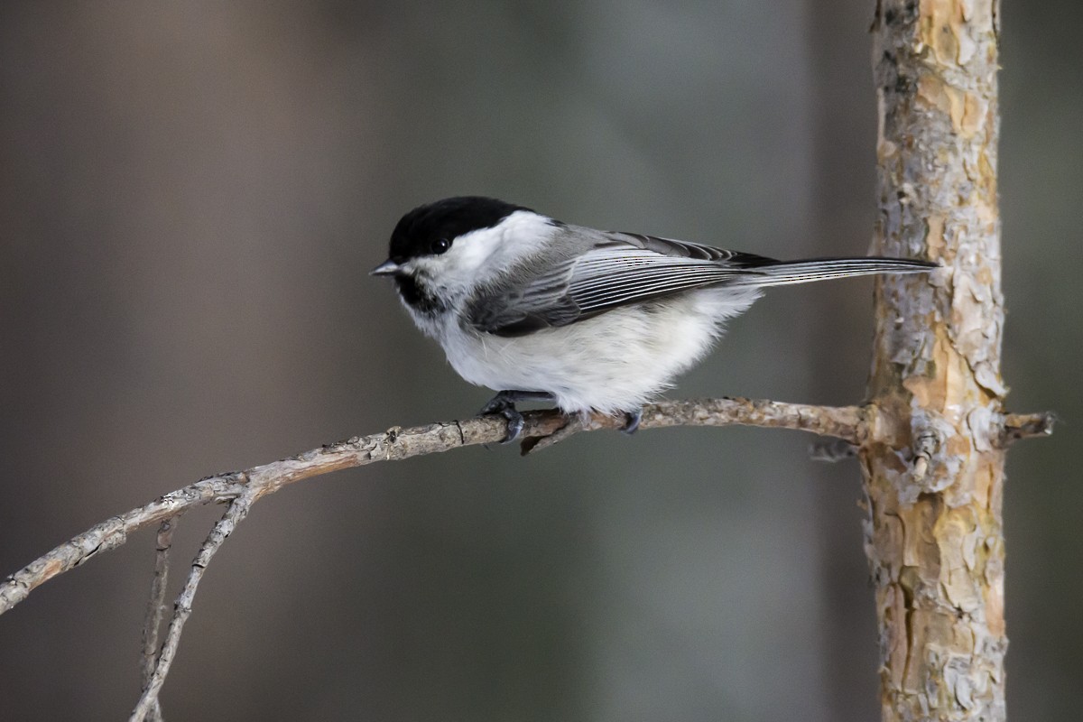 Willow Tit - ML165032211