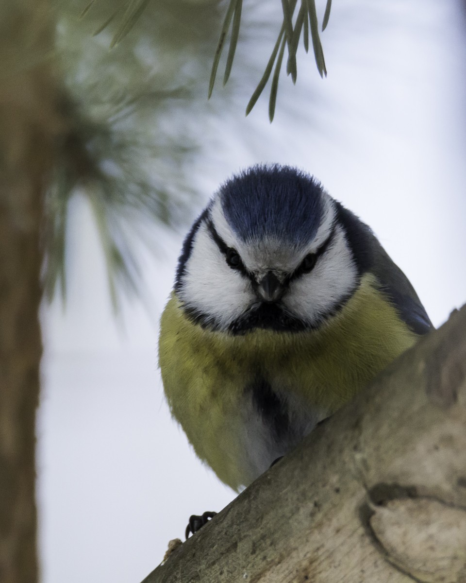 Eurasian Blue Tit - ML165032281