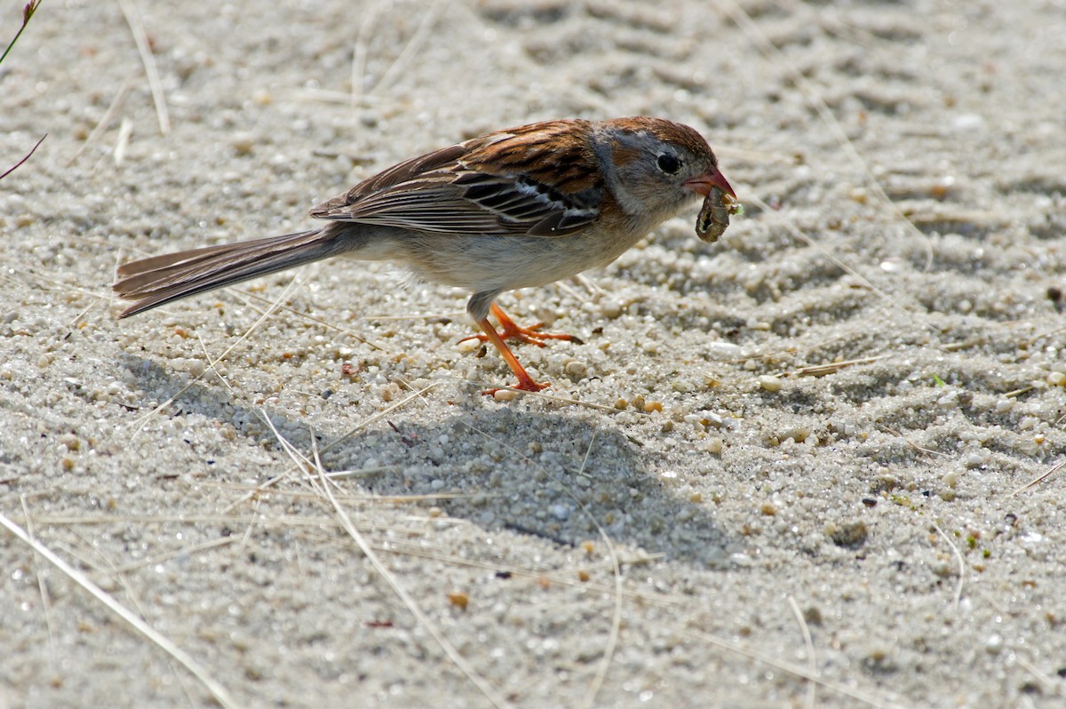 Field Sparrow - Rob Dickerson