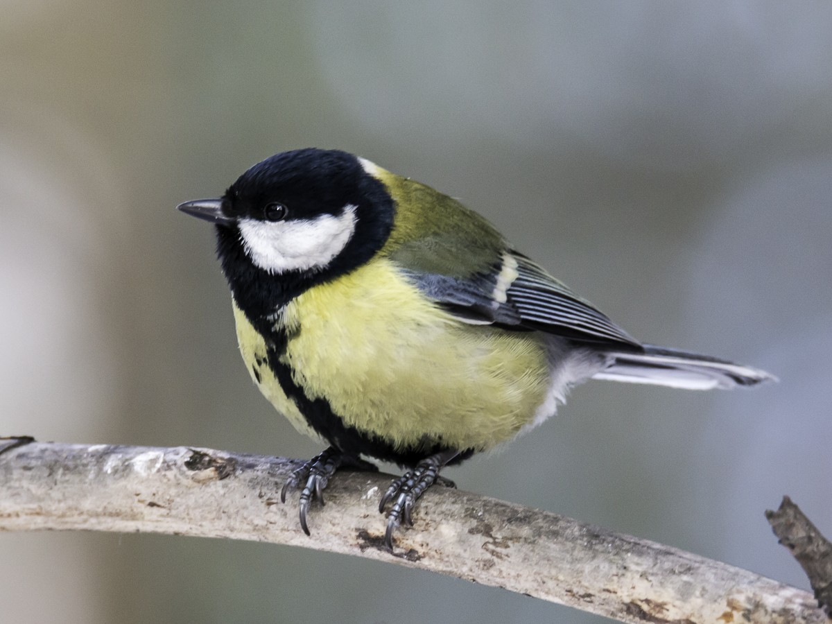 Great Tit - ML165032431