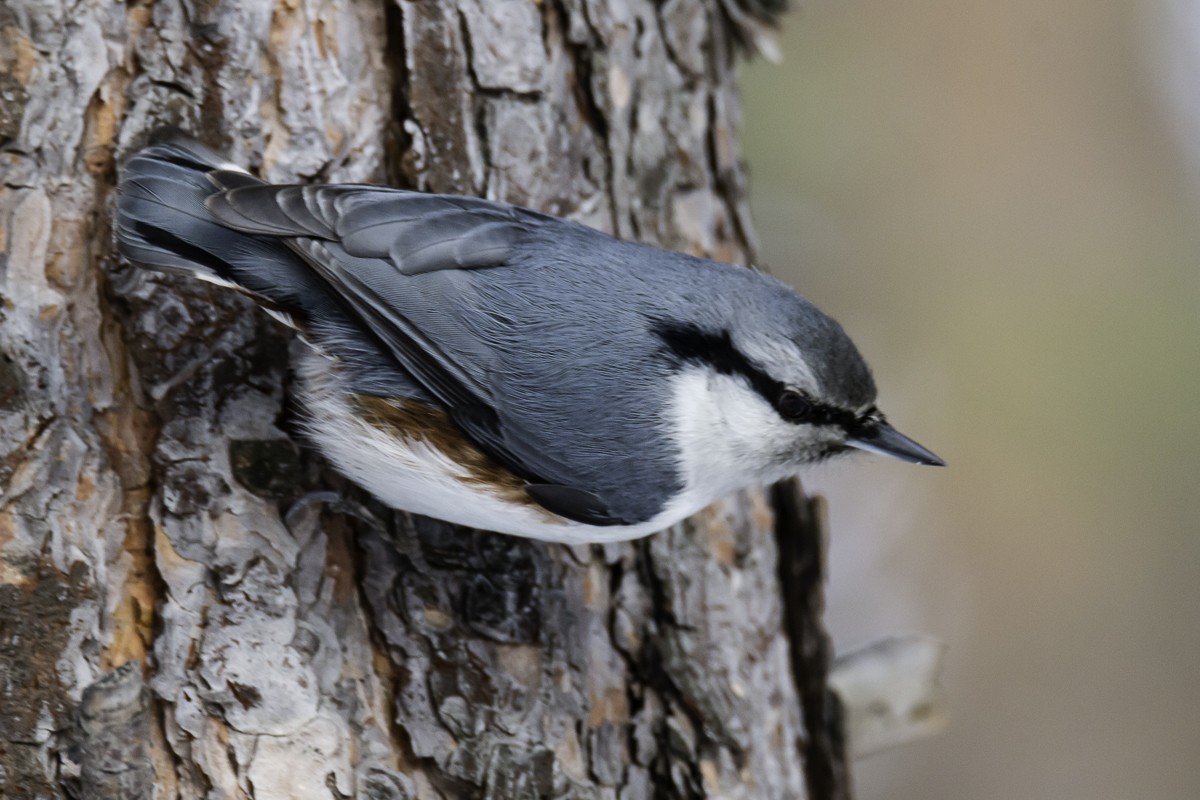 Eurasian Nuthatch - ML165032651