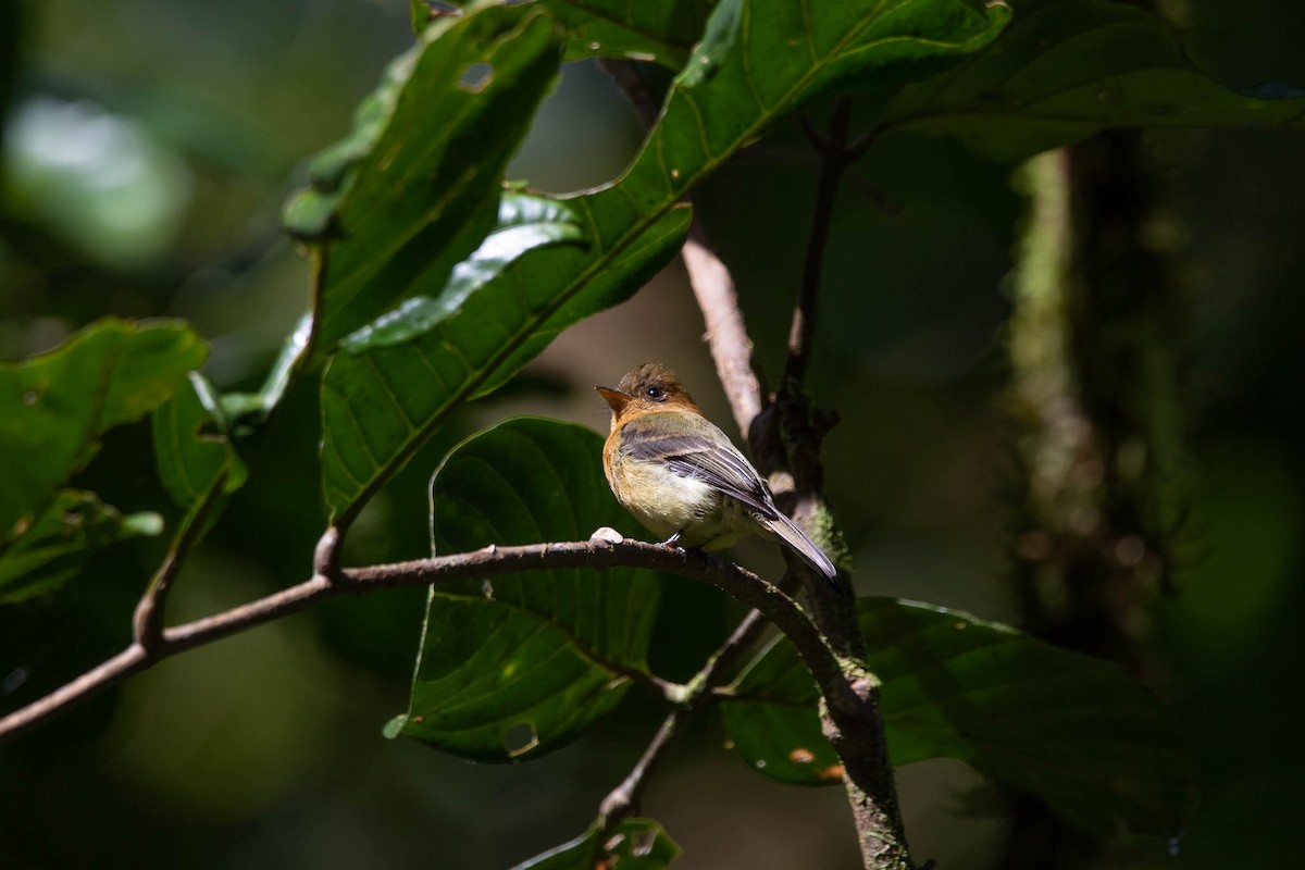 Tufted Flycatcher - Steve Valasek