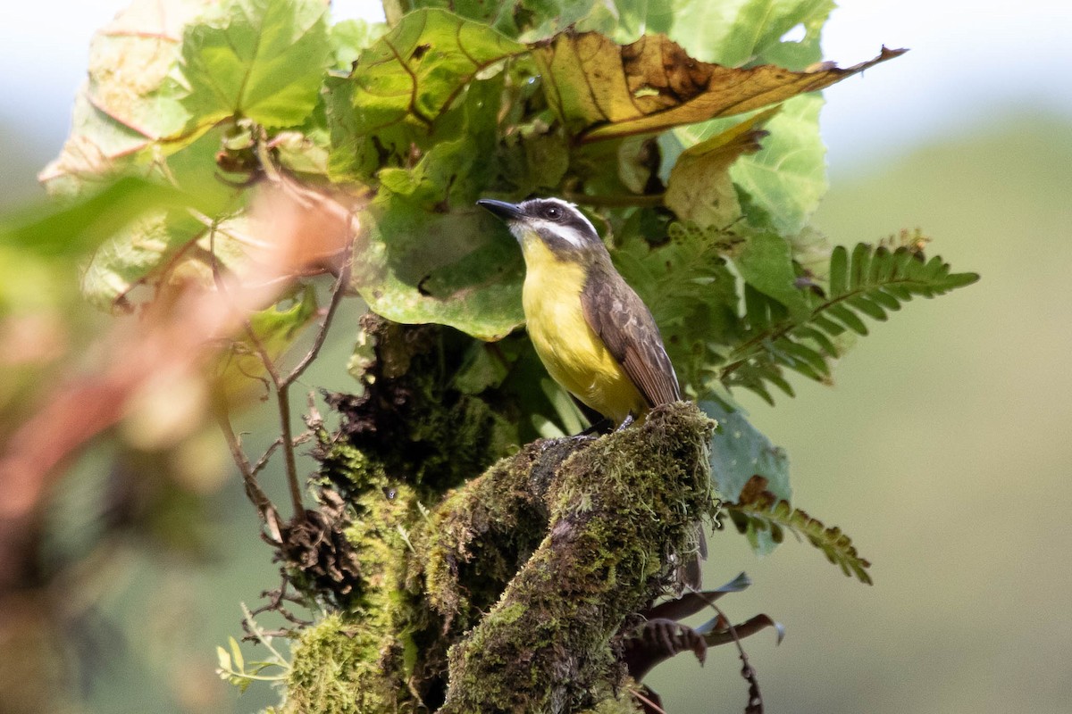 Golden-bellied Flycatcher - Steve Valasek