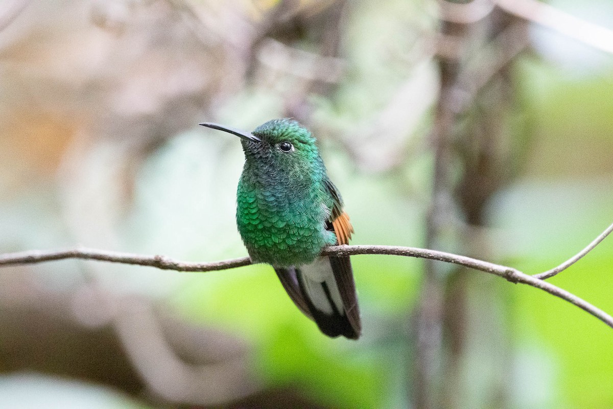 Colibrí Colirrayado - ML165033491