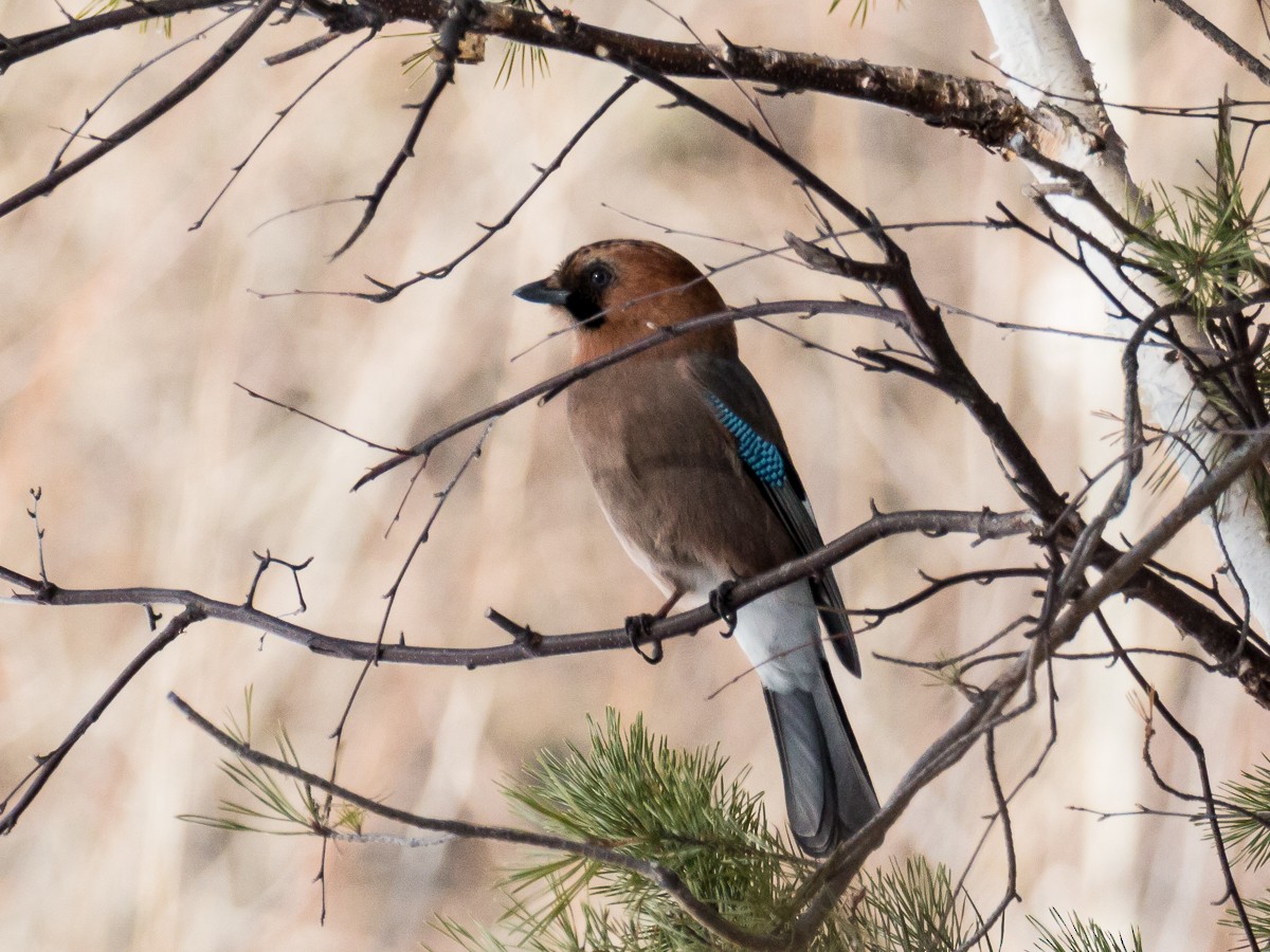 Eurasian Jay - ML165033991